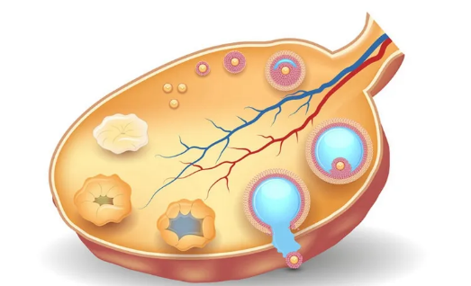 卵巢早衰有机会做试管吗