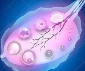 促排有优势卵泡没怀孕原因