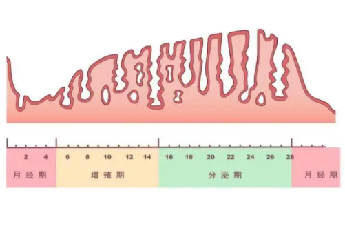 内膜薄可以试管婴儿吗