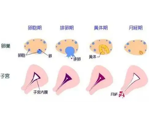 试管婴儿内膜薄会成功吗