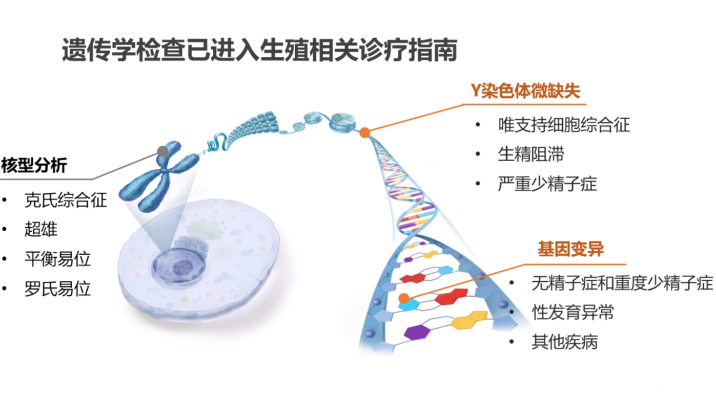 遗传学筛查诊断男性生殖病因