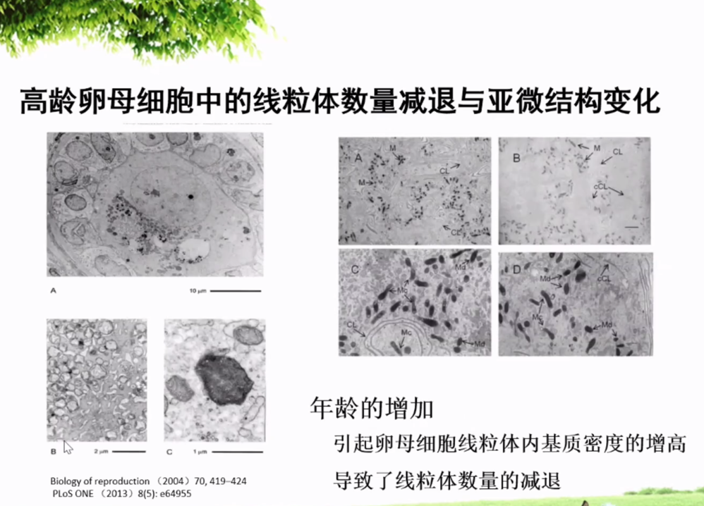 高龄试管人群必看!卵母细胞线粒体功能决定胚胎发育潜能