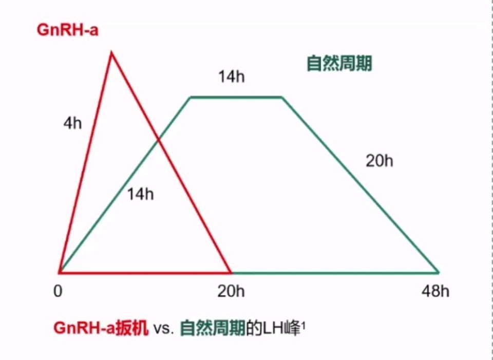 抗结剂方案低预后人群COS扳机的选择之扳机的生理学基础