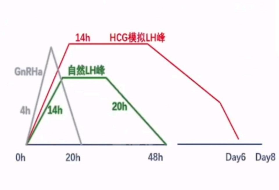 抗结剂方案低预后人群COS扳机的选择之扳机的生理学基础