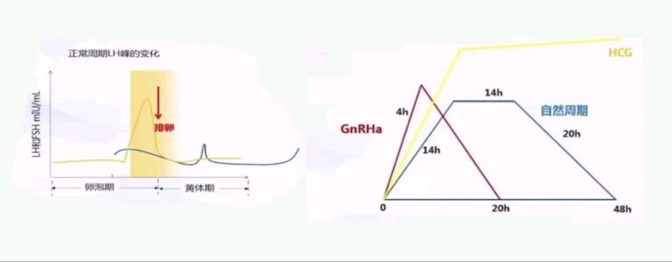 抗结剂方案低预后人群COS扳机的选择之扳机的生理学基础