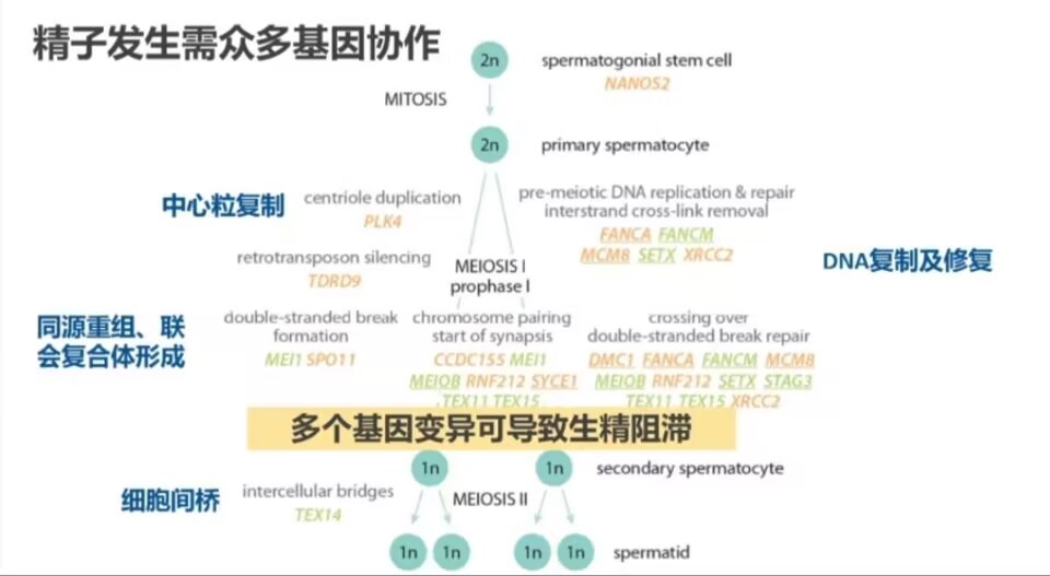 少弱畸形精子症患者遗传学筛查 常染色体显性多囊肾(ADPKD)